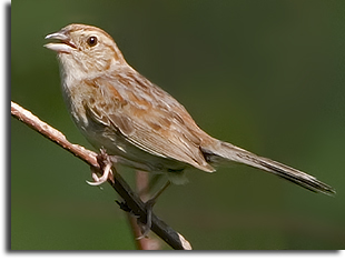 Bachman's Sparrow, Carolina Sandhills NWR