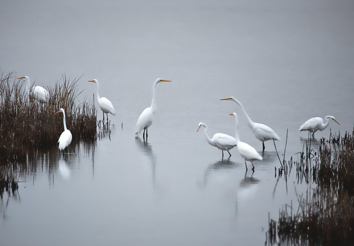 Foggy Egrets
