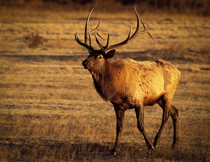 Elk, Rocky Mountains National Park - Lisel Shoffner Powell
