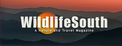 WildlifeSouth.com